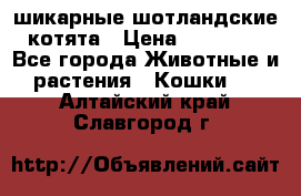 шикарные шотландские котята › Цена ­ 15 000 - Все города Животные и растения » Кошки   . Алтайский край,Славгород г.